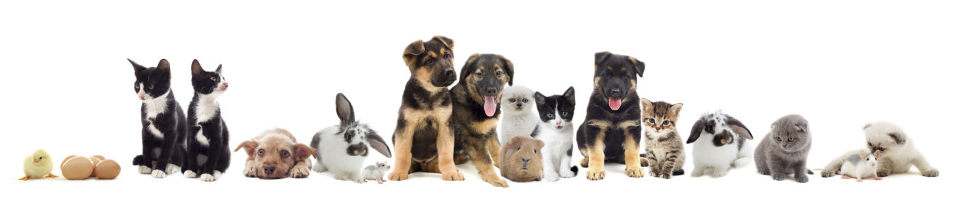 set of pets