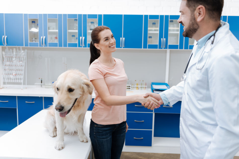 Delighted owner holding hand on veterinary